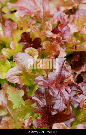 Couper et revenir salade. Lactuca sativa 'Red Salad Bowl' feuilles de laitue en vrac présentant des feuilles de bronze caractéristiques. ROYAUME-UNI Banque D'Images