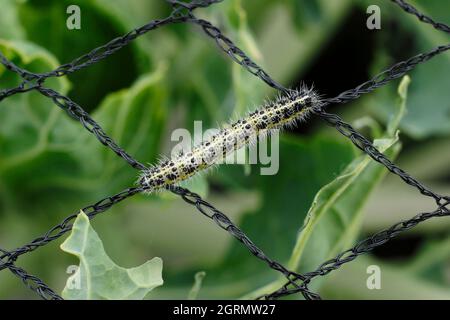 Pieris brassicae larva. Large larve de papillon blanc vorace sur filet inapproprié qui a causé des dommages aux plantes de chou. ROYAUME-UNI Banque D'Images