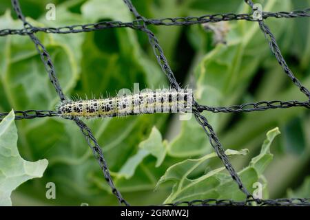 Pieris brassicae larva. Large larve de papillon blanc vorace sur filet inapproprié qui a causé des dommages aux plantes de chou. ROYAUME-UNI Banque D'Images