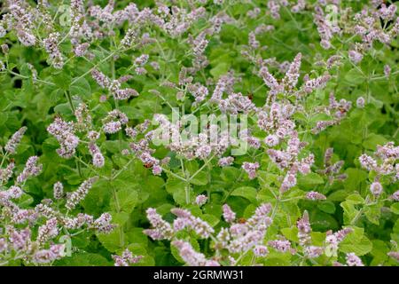 Mentha suaveolens menthe herbacée vivace plante ornementale et culinaire affichant des pointes de floraison en été. ROYAUME-UNI Banque D'Images