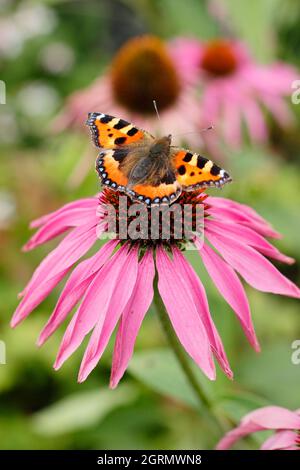 Petit papillon tortoiseshell sur conefleet violet. Aglais urticaire se nourrissant du nectar des fleurs d'échinacée purpurea à la fin de l'été. ROYAUME-UNI Banque D'Images