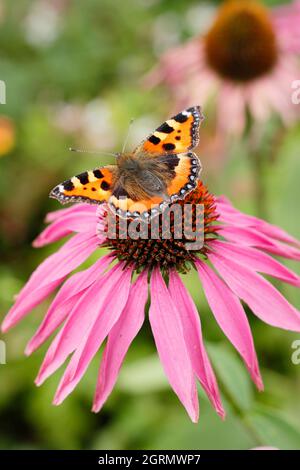 Petit papillon tortoiseshell sur conefleet violet. Aglais urticaire se nourrissant du nectar des fleurs d'échinacée purpurea à la fin de l'été. ROYAUME-UNI Banque D'Images