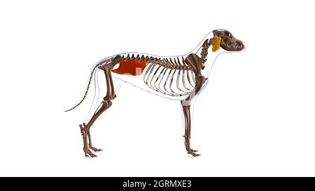 Obliquus internus abdominis muscle chien Anatomie musculaire pour le concept médical Illustration 3D Banque D'Images