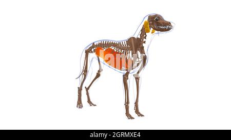 Obliquus exterus abdominis muscle chien Anatomie musculaire pour le concept médical Illustration 3D Banque D'Images