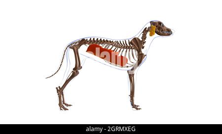 Obliquus exterus abdominis muscle chien Anatomie musculaire pour le concept médical Illustration 3D Banque D'Images