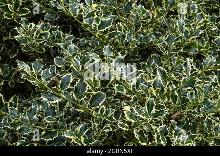 Houx varié.Ilex aquifolium 'argentea marginata' Banque D'Images