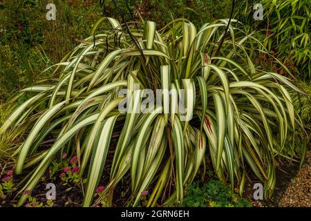 Une grande plante de phormium. Banque D'Images