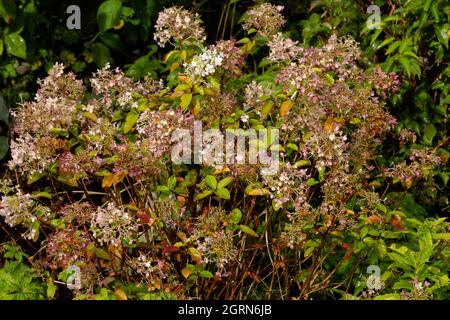 Hydrangea paniculata Bobo à la fin de la saison de floraison.Les fleurs sont roses. Banque D'Images