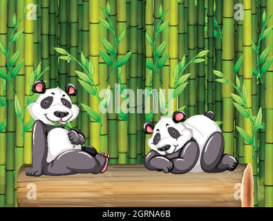 Deux panda ours dans la forêt de bambou Illustration de Vecteur