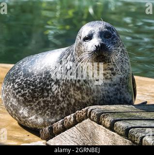 joli phoque de mer au zoo de berlin. animaux intéressants et magnifiques Banque D'Images