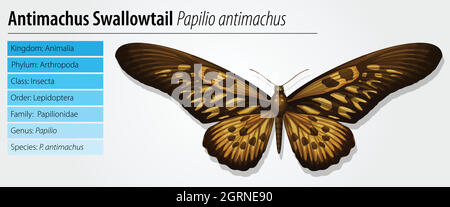 Swallowtail géant africain Illustration de Vecteur