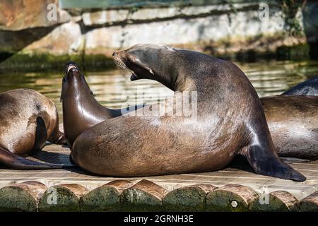 le sea seal au zoo de berlin. ludique et fantastique à regarder Banque D'Images