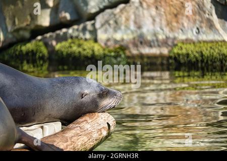 le sea seal au zoo de berlin. ludique et fantastique à regarder Banque D'Images