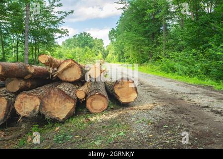 Arbres abattus à côté de la route forestière, jour d'été Banque D'Images