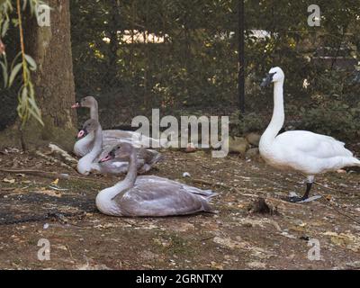 Gooses au zoo de Kansas City Banque D'Images