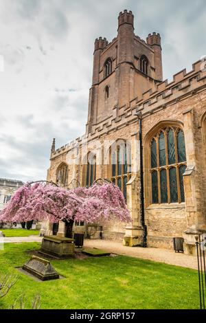 Fleur rose de printemps dans la cour de l'église de Great St. Marys Cambridge Angleterre Banque D'Images