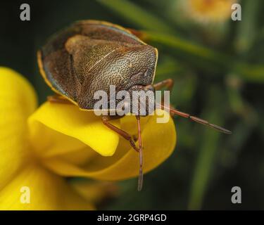 Gorse Shieldbug (Piezodorus lituratus) reposant sur la fleur de Gorse. Tipperary, Irlande Banque D'Images