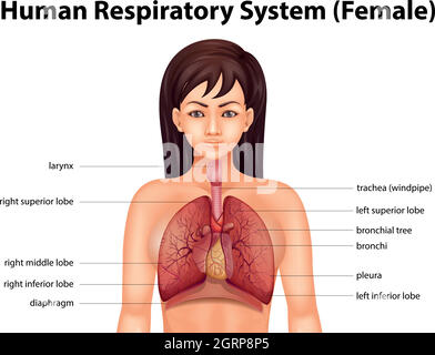 Système respiratoire humain Illustration de Vecteur