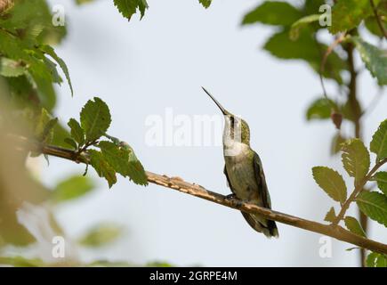 Jeune homme à gorge rubis Hummingbird perché sur une branche d'orme de museau entourée de feuilles, regardant vers le haut Banque D'Images