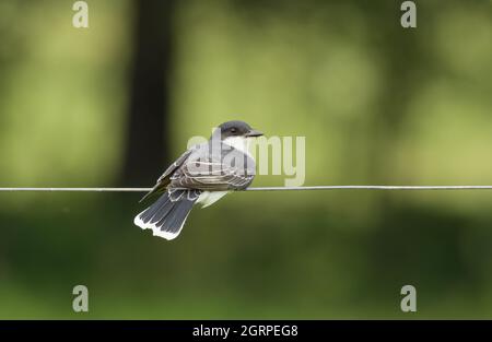 Kingbird de l'est assis sur un fil de clôture Banque D'Images