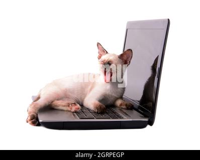 Jeune Siamese tortie point chaton bâillant sur le dessus du clavier d'un ordinateur portable, sur blanc; concept de se fatiguer tout en travaillant dur Banque D'Images