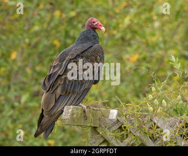 Turquie Vulture assise au sommet d'un treillis en bois, observant son environnement; avec fond vert et jaune Banque D'Images