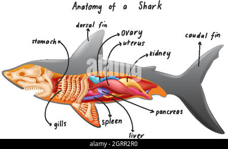 Anatomie d'un requin Illustration de Vecteur