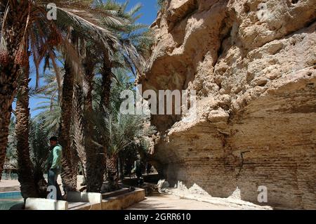 palmeraie de tafilalet au maroc Banque D'Images