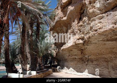 palmeraie de tafilalet au maroc Banque D'Images