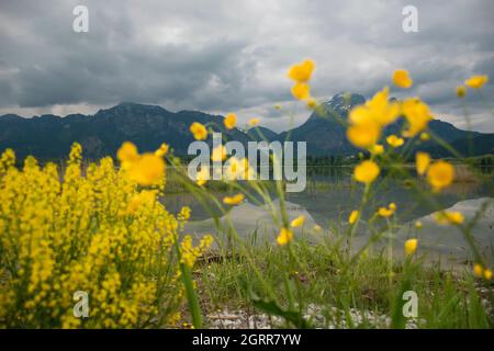 Château de Neuschwanstein à l'arrière-plan, fleurs jaunes sur la rive de Forggensee sous la pluie. Banque D'Images