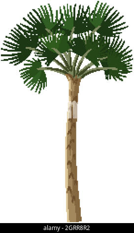 Un seul arbre de forêt tropicale isolé sur fond blanc Illustration de Vecteur