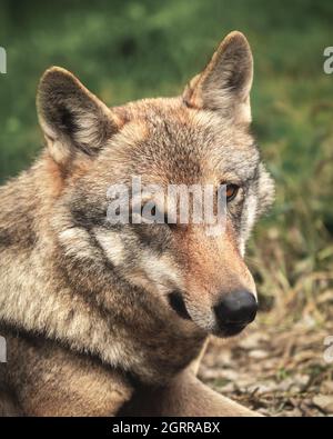 Portrait d'un loup européen en regardant directement dans l'appareil photo. Photographie d'animaux Banque D'Images