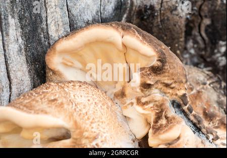 Selle de Dryad (Cerioporus squamosus) sur un tronc d'arbre dans Richmond Park, Surrey Banque D'Images