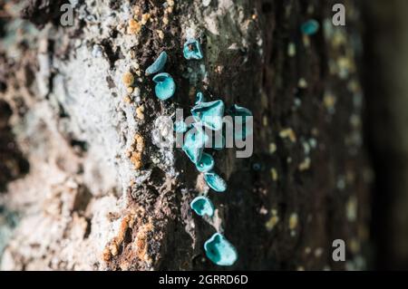 Vert ELFCUP (Chlorociboria aeruginascens) Banque D'Images