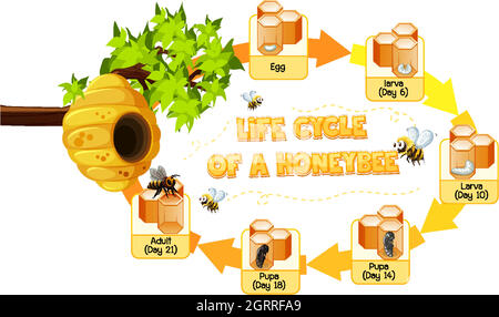 Diagramme montrant le cycle de vie de Honey Bee Illustration de Vecteur