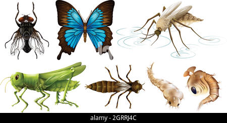 Différents types d'insectes Illustration de Vecteur