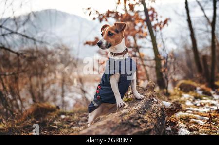 Petit terrier Jack Russell en blouson d'hiver bleu foncé, appuyé sur un arbre tombé avec de l'herbe et des taches de neige, des arbres ou des buissons flous en arrière-plan Banque D'Images