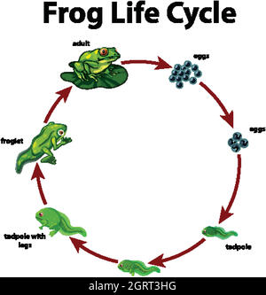 Schéma montrant le cycle de vie de la grenouille Illustration de Vecteur