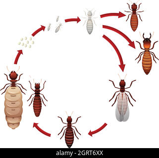 Un cycle de vie de termite Illustration de Vecteur