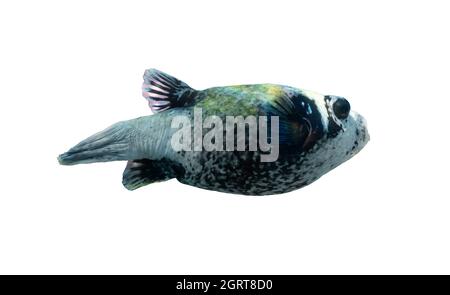 Poissons tropicaux dans l'océan. Puffer masqué isolé sur fond blanc. Ugly Puffer Fish dans la mer Rouge, Egypte. Tropica inhabituel, diversité sous-marine. D Banque D'Images