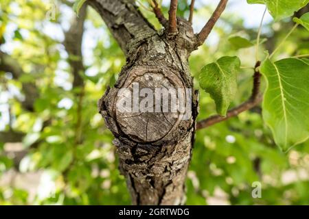 Section de tronc d'un arbre de poire (Pyrus communis), une variété commune en Italie appelée 'Coscia poire', à Salento, Puglia, dans le sud de l'Italie Banque D'Images