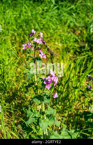Branche de la malve (Malva) aux fleurs violettes dans la campagne de Campiglia Marittima, province de Livourne, Toscane, Italie Banque D'Images
