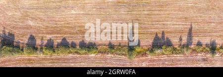 Rangée d'arbres dans un champ avec de longues ombres vue panoramique aérienne du dessus. Image abstraite longue pour la texture et l'arrière-plan Banque D'Images