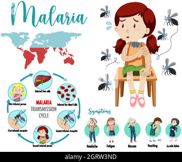 Infographie sur le cycle de transmission du paludisme et les symptômes Illustration de Vecteur