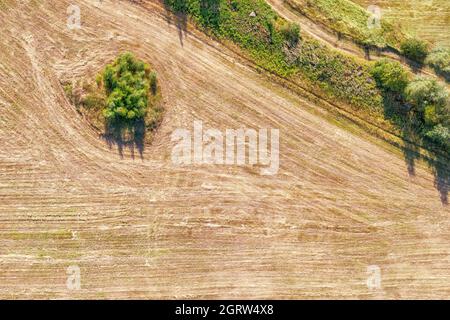 Arbres dans la vue aérienne supérieure du champ. Grand directement au-dessus de la vue pour la texture et l'arrière-plan Banque D'Images