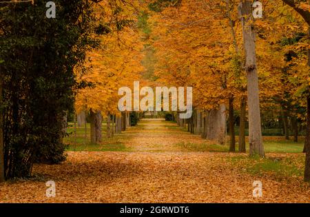 Chemin d'un jardin en automne, entouré de tilleuls aux feuilles dorées, brunes, jaunes et dorées et au sol plein de feuilles mortes. Automne Banque D'Images