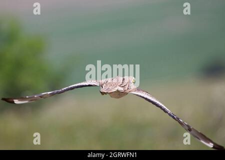 Le curlew de pierre eurasien volant (Burhinus oedicnemus) Banque D'Images