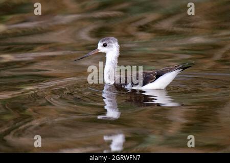 Jeune, à ailes noires (Himantopus himantopus) Banque D'Images