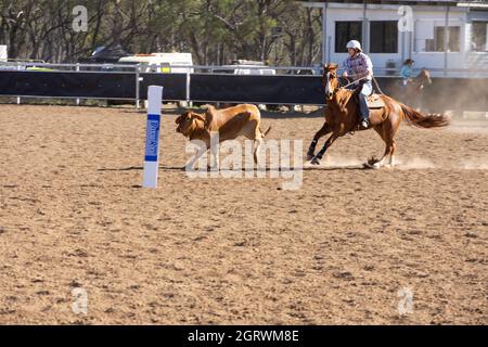 Une cow-girl australienne fait un tour de veau dans une arène poussiéreuse lors d'un concours australien de dessin de campement dans l'Outback du Queensland avec espace de copie. Banque D'Images