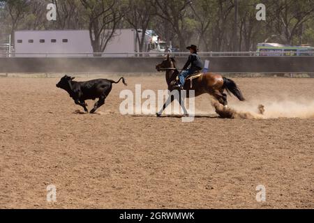 Un cow-boy australien forme un veau dans une arène poussiéreuse lors d'un concours de campement australien dans l'Outback du Queensland avec espace de copie. Banque D'Images